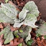 Verbascum boerhavii Фрукт