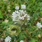 Daucus carota花