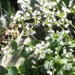 Valeriana montana ফুল