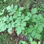 Actaea rubra Fuelha