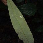 Eriotheca longitubulosa Liść