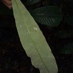 Eriotheca longitubulosa Hoja