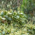 Gouania lupuloides Fiore