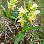 Dactylorhiza sambucina Pokrój