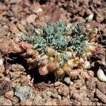 Astragalus beatleyae Habitus