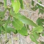 Proustia cuneifolia Hoja