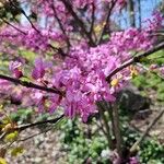 Cercis canadensisFlower