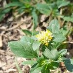 Gomphrena boliviana Flor