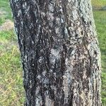 Enterolobium contortisiliquum Corteza