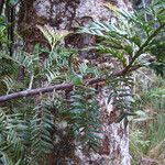 Acmopyle pancheri অভ্যাস