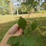 Crataegus viridis Foglia