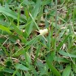 Cyperus sesquiflorus Fruit