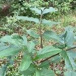 Sambucus canadensisFeuille