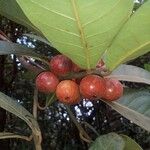 Ficus austrocaledonica