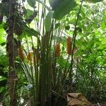 Calathea similis Habit