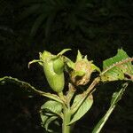 Ludwigia foliobracteolata Frucht