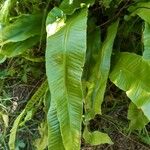 Asplenium scolopendriumFolio