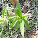 Pterolepis glomerata Feuille