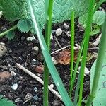 Poa trivialis Folha