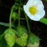 Fragaria × ananassa Flor