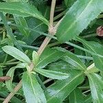 Tagetes lucida Leaf