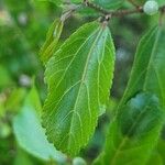 Grewia occidentalis Leaf