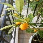 Fortunella japonica Plod