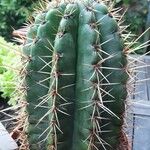 Leucostele terscheckii Celota