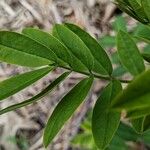 Senna marilandica Leaf