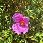 Cistus creticus Flor