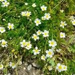 Ranunculus trichophyllus 整株植物