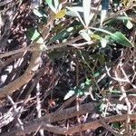 Brachylaena neriifolia Corteza