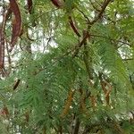 Vachellia aromaFrugt