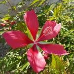 Hibiscus coccineus ফুল