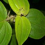 Miconia crenulata Blad