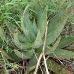 Aloe aculeata Hoja