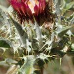 Carlina lanata Fiore