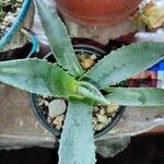 Agave asperrima Leaf