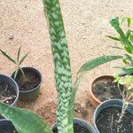 Dracaena hyacinthoides Leaf