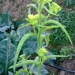 Brassica juncea 花