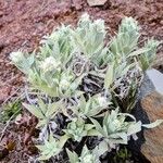 Helichrysum melaleucum Blüte