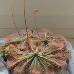 Drosera spatulata Leht