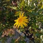 Euryops chrysanthemoides Vivejo