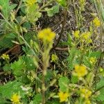 Rorippa palustris Habit