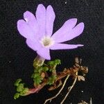 Primula reptans