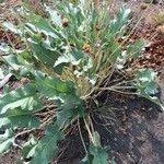 Wyethia sagittata List