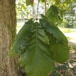 Quercus michauxii Leaf