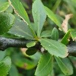 Commiphora madagascariensis Лист