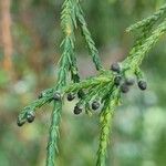 Chamaecyparis pisifera Fruit