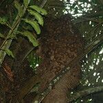 Raphia textilis Fruto